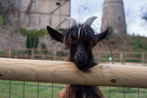 Parc animalier des Gorges de l’Ardèche à Vagnas